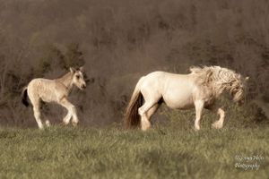 White mare and foal walking together through a grassy meadow.
