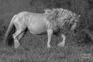 Monochrome image of a light-colored horse with windblown mane in natural grassland setting.