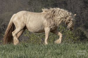 Pale horse with long flowing mane walking through grassy field in natural setting.