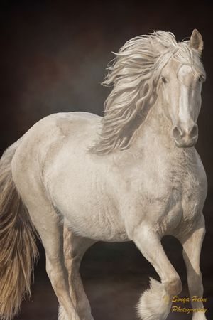 Majestic white horse with flowing mane photographed against dark background in dramatic portrait pose.