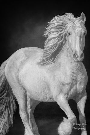 Black and white portrait of a powerful white horse with windswept mane in motion.