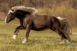 Majestic draft horse with flowing white mane galloping through autumn field.