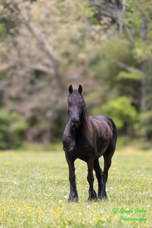 Dark horse with long mane stands alert in a spring meadow with yellow flowers.