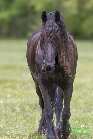 Majestic black horse with flowing mane walking in a green field with wildflowers.