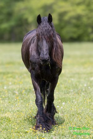Black horse walking forward through a grassy field dotted with spring flowers.