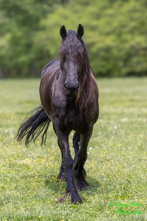 Beautiful dark horse with flowing tail strides through a meadow of yellow wildflowers.