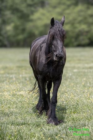 Graceful black horse standing attentively in a flowering spring pasture.