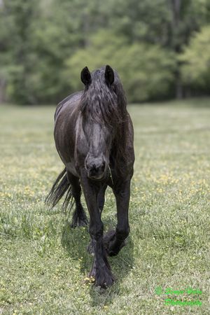 Dark horse with striking features walks confidently through a wildflower-filled meadow.