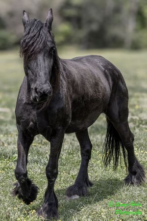 Black Friesian horse with feathered hooves standing in green pasture.