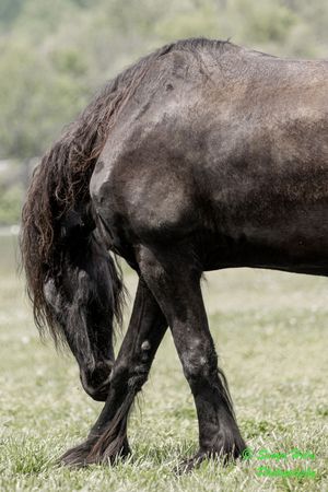 Close-up profile of a black horse with long mane grazing in a spring meadow.