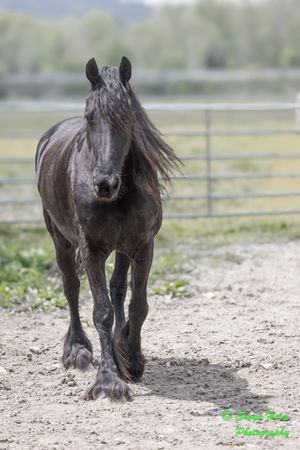 Black draft horse with feathered feet walking on a dirt path near paddock fencing.