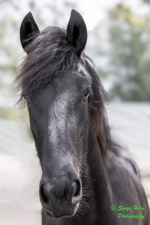 Close-up portrait of a black horse's face with alert ears and soft focus background.
