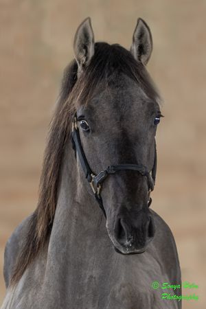 Close-up portrait of a dark horse wearing bridle against neutral background.