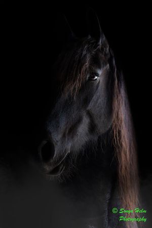 Dramatic low-key portrait of black horse's profile against dark background.