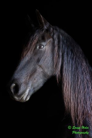 Side profile of dark horse with long mane against black background in studio lighting.