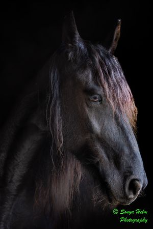 Close-up portrait of a dark horse with long mane against black background with dramatic lighting.