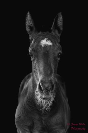 A dramatic black and white portrait series of a dark horse's face against a black background shows striking contrast.