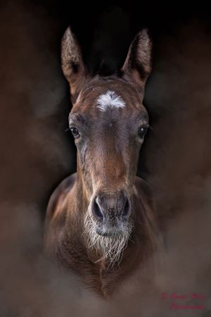 Close-up portrait of a brown horse with white marking on forehead.