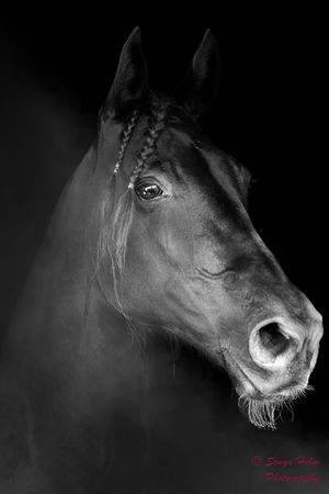Black and white portrait of a horse with whiskers and braided mane.