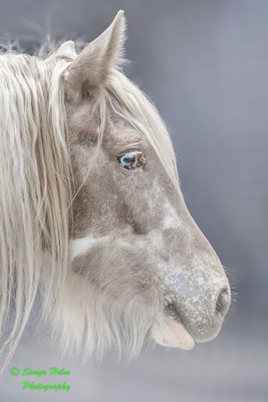 Profile photos of a majestic white horse with bright blue eyes against a misty grey background show its gentle beauty.