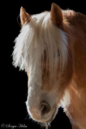 Close-up portrait of a blonde horse with flowing white mane against black background.