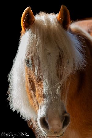 Portrait of a chestnut horse with long white mane illuminated dramatically against dark background.
