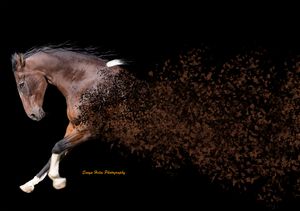 Artistic photo of a brown horse dissolving into particles against black background with dramatic lighting effect.