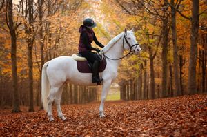 Scenic autumn forest path with white horse and rider surrounded by golden fall foliage.