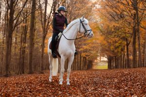 Majestic white horse on tree-lined autumn path with golden leaves and warm lighting.