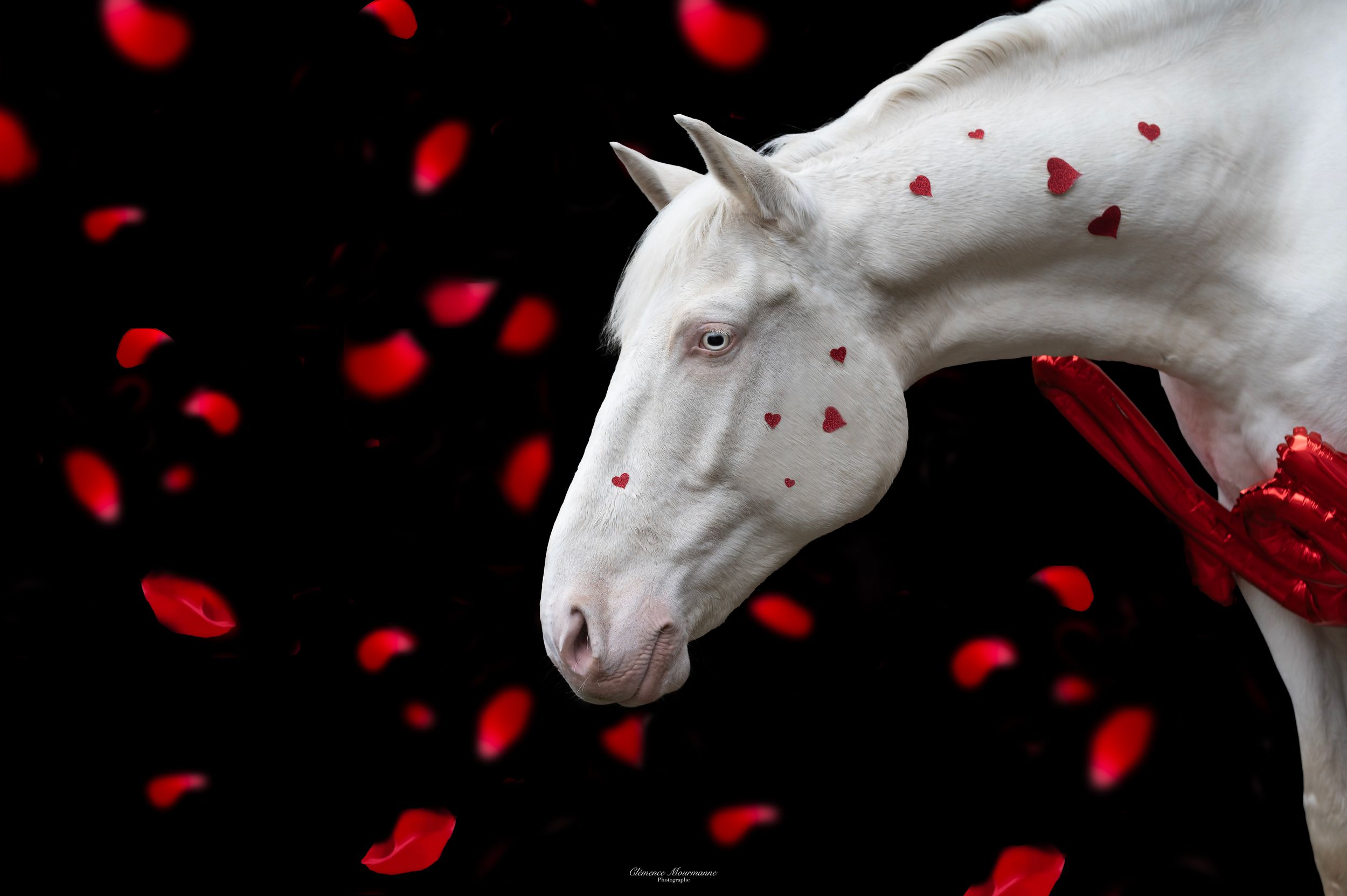 A white horse stands against a dark background with red rose petals falling around it creating a dramatic effect.