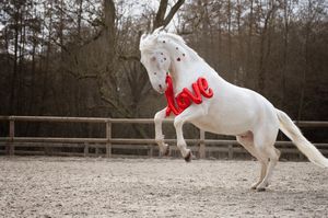 A white horse performs a graceful jumping sequence across a sandy arena on a cloudy day.