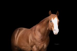 Artistic close-up portraits of horses in dramatic black and white lighting against dark background.