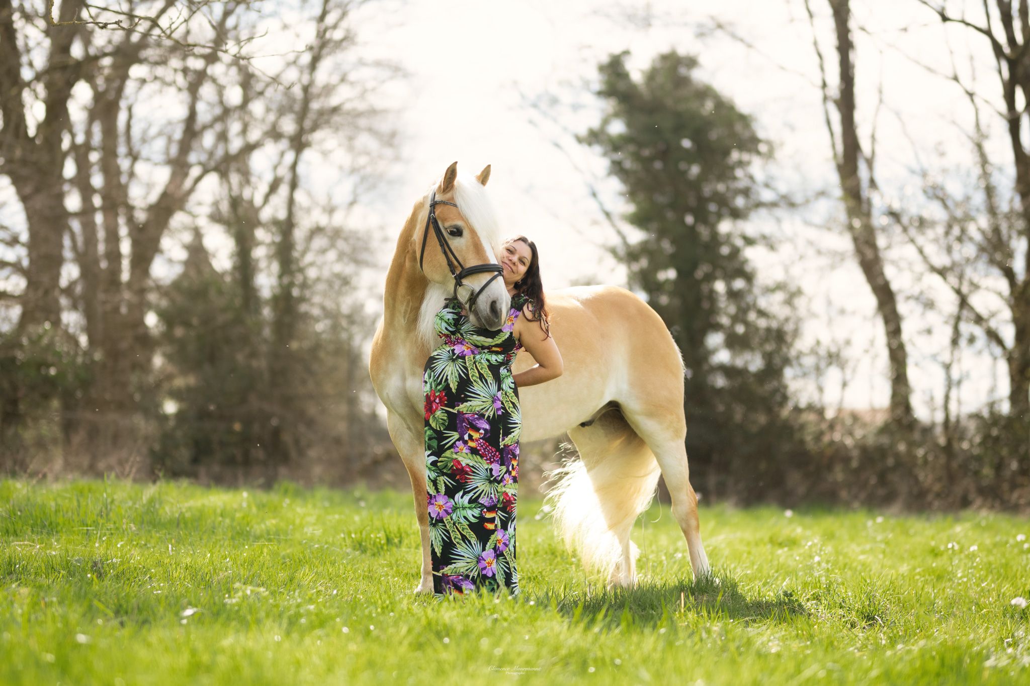 A Great Dane dog plays in a grassy field on a sunny spring day.