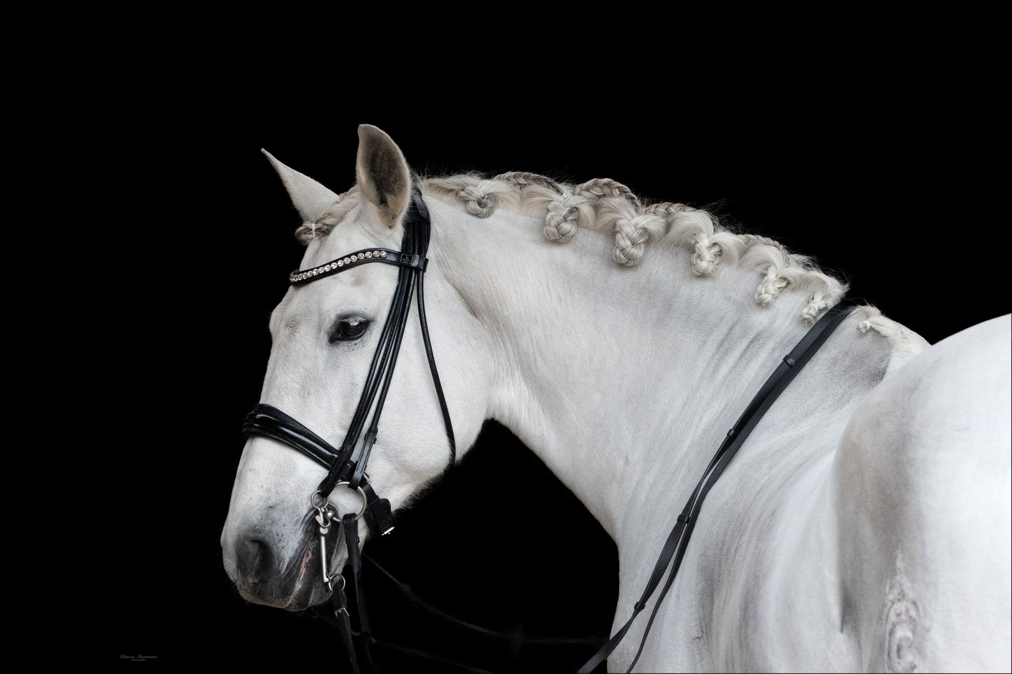 White horses with bridles photographed against black background in artistic studio lighting.