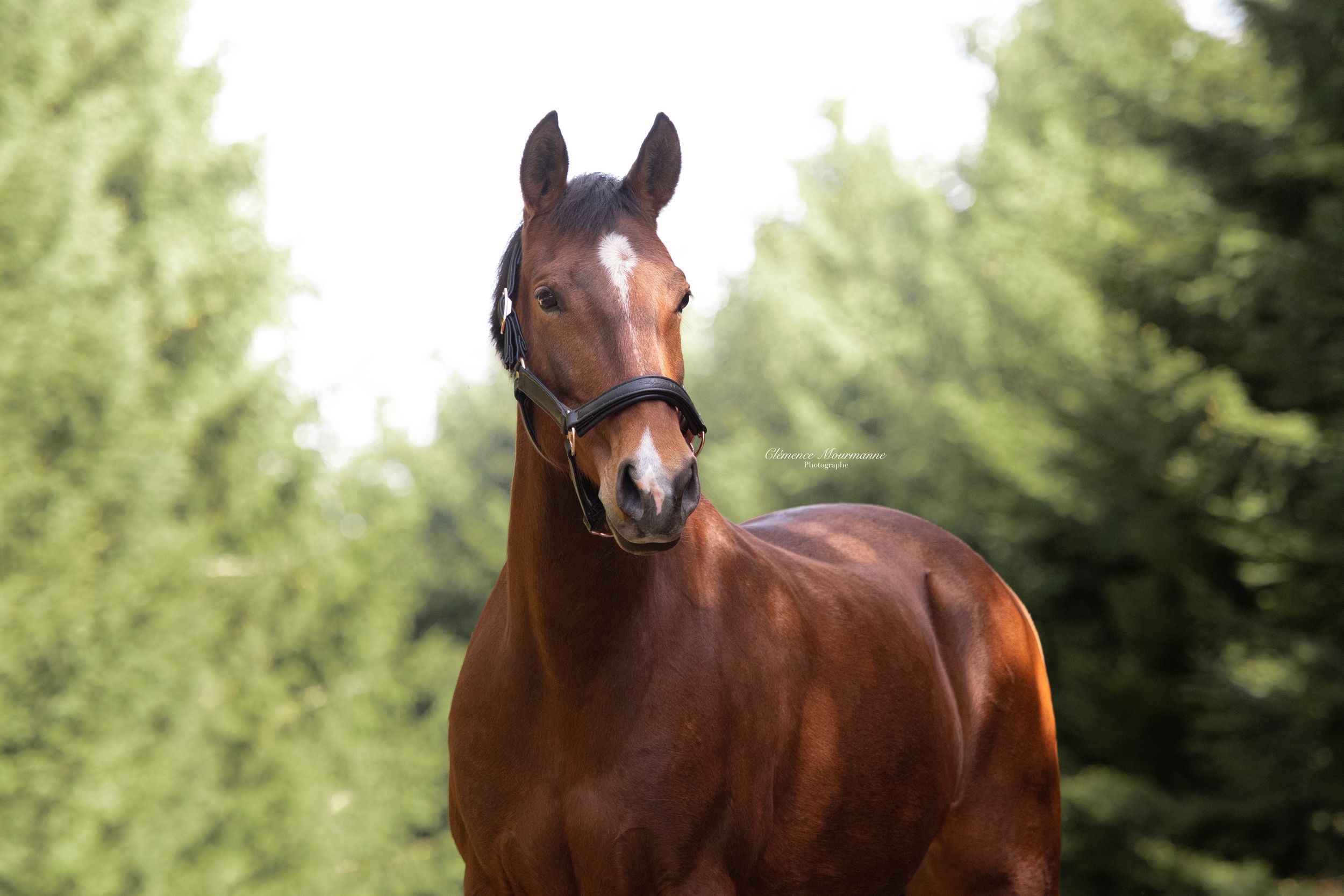 Close-up portraits of beautiful bay horses against green summer foliage.