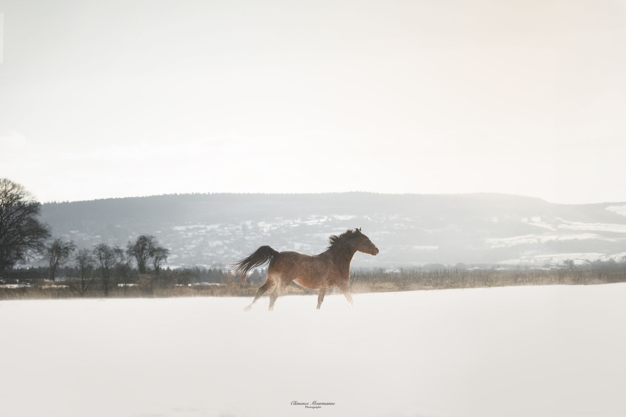 Horses galloping freely across snowy winter landscape with misty mountains in background.