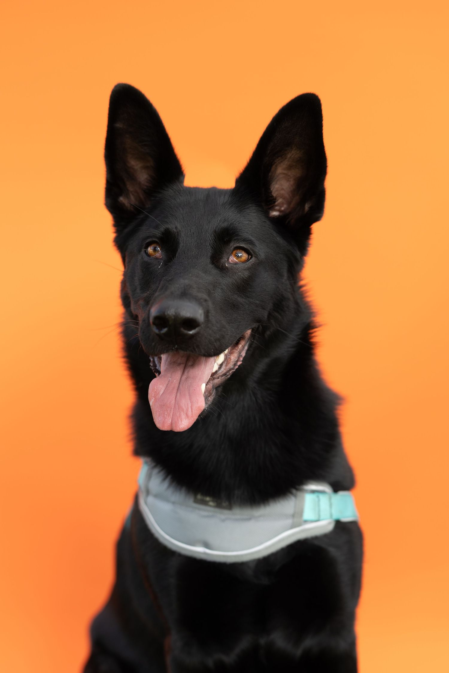 Black German Shepherd wearing teal collar sits happily with tongue out against orange background.