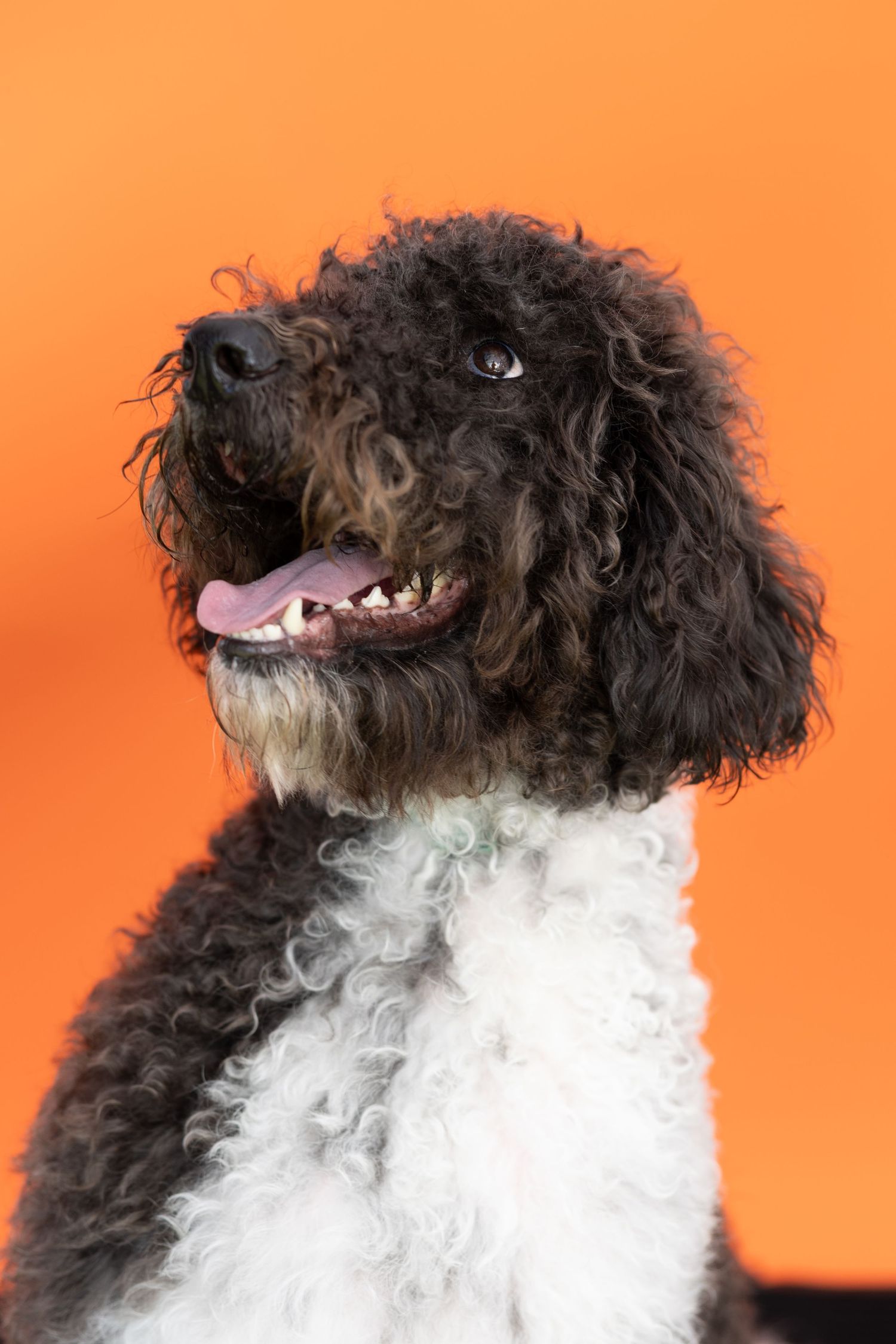 Fluffy black and white Portuguese Water Dog smiles with tongue out against orange background.