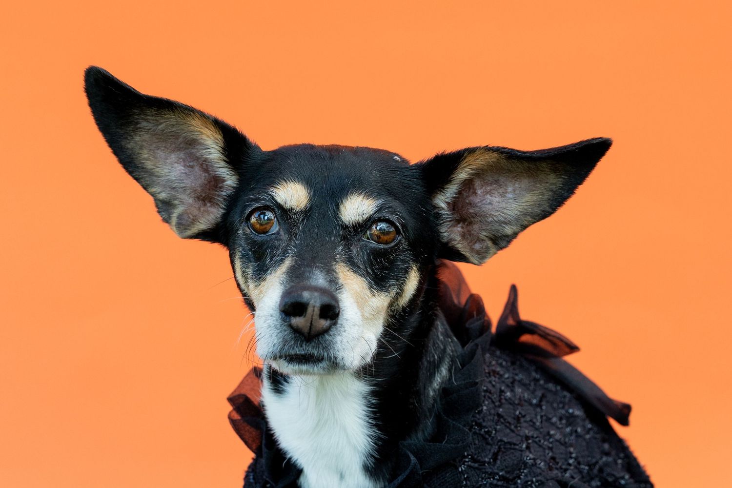 Small black and tan Chihuahua mix with large ears wears black outfit against orange background.