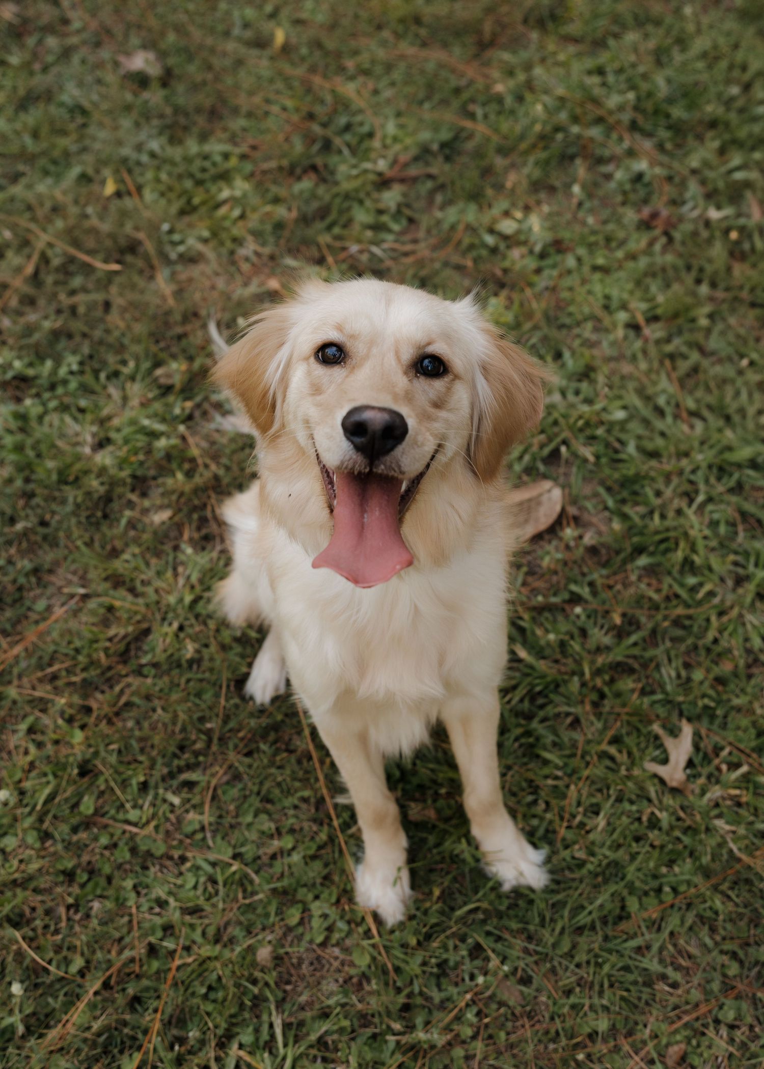 A sweet dog named Honey.