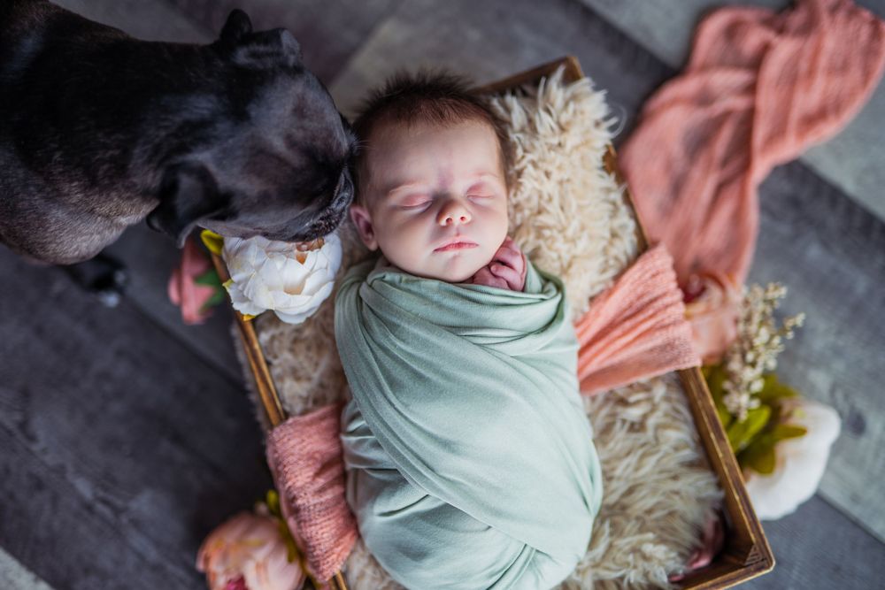staged newborn photo baby in a basket wrapped with florals and dog giving baby a kiss.