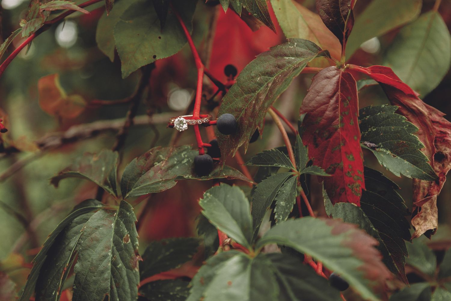 Close-up of wedding ring in fall leaves with red and green tones in Bismarck ND wedding photographer serving Garrison North Dakota