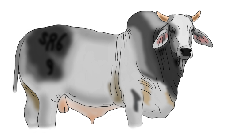 Grayscale illustrations of dairy cows in a horizontal arrangement.