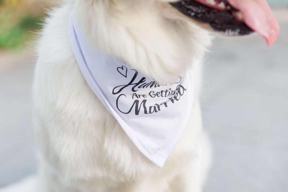 White dog wearing a bandana with 'Humans are getting married' text.