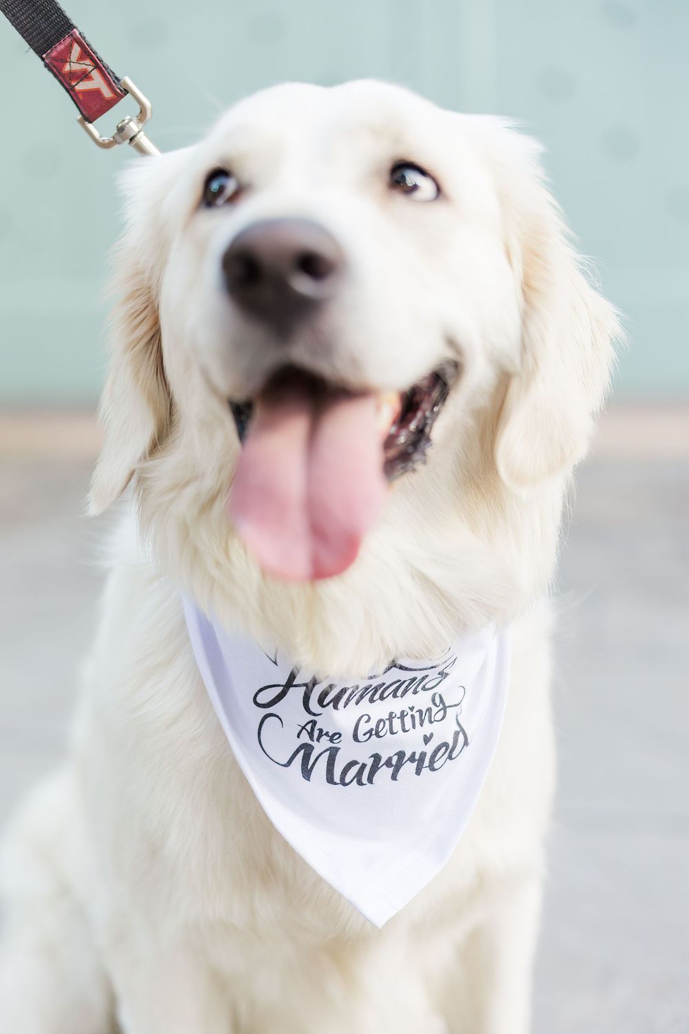 Happy white dog wearing a wedding announcement bandana looks up with tongue out.