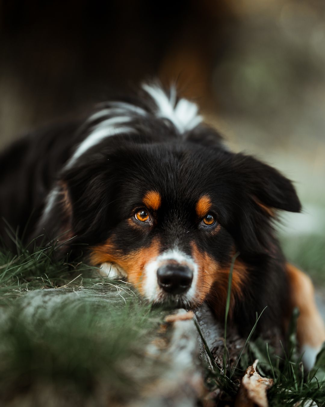 foto; fotografia; cane; fotografo; fotografo Firenze; Firenze; dog; dog photographer; photo; fotografo di cani; fotografo cani; cane;