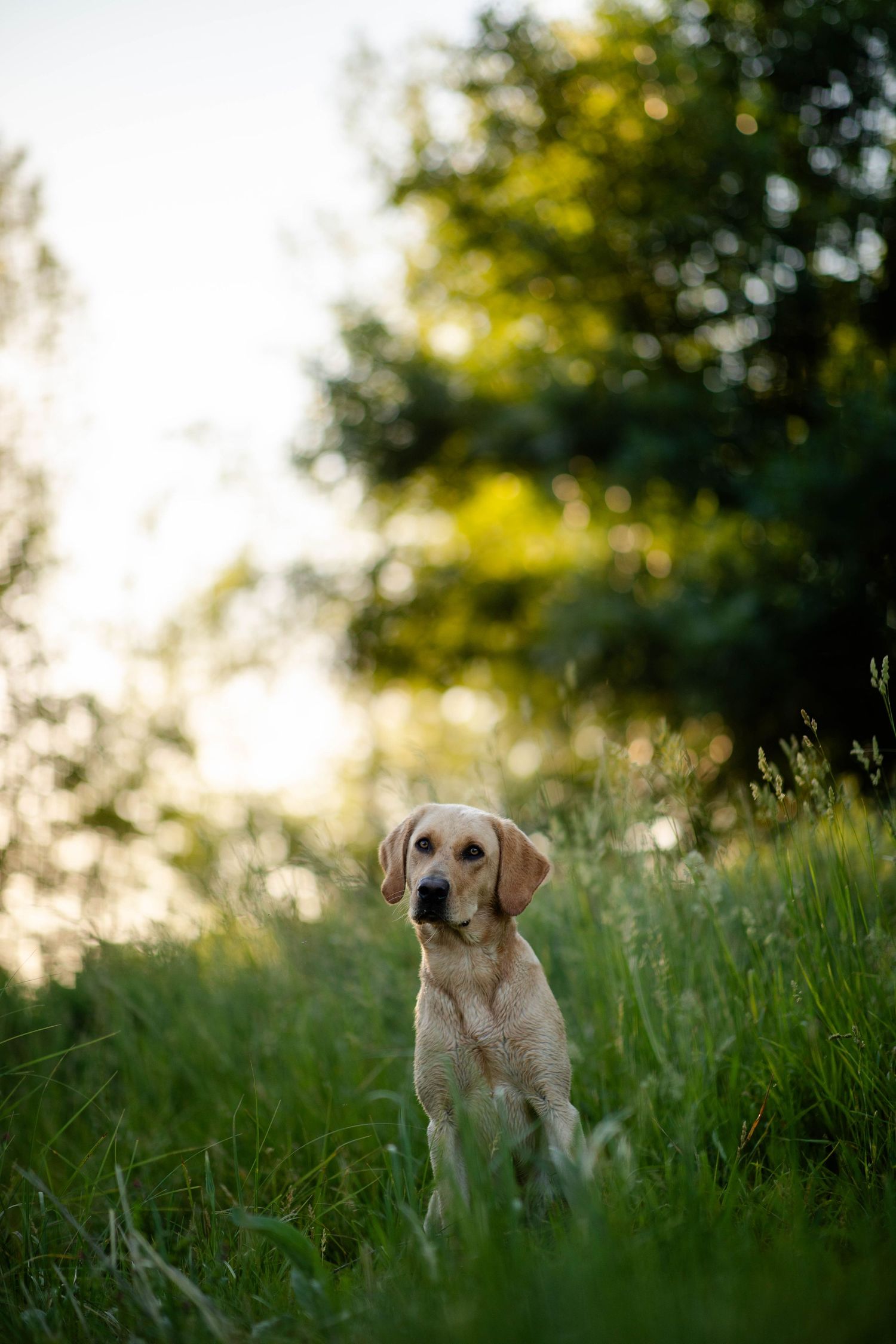 Golden Labrador dog looking intently at camera in grassy field during golden hour Sunrise in Boulder, Colorado.