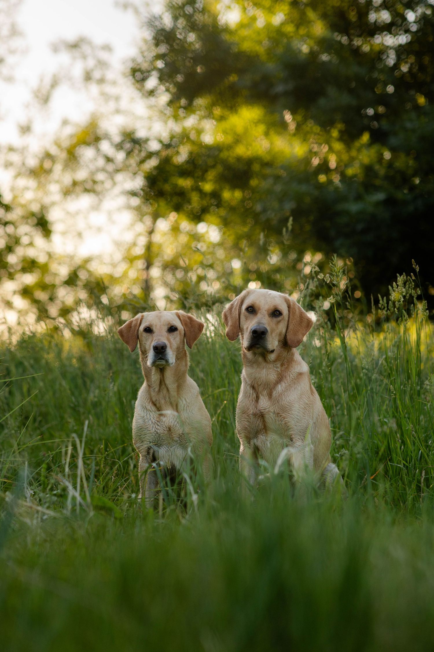 Two Labrador retrievers sitting in tall grass during golden hour with sunlit leaves in the background.
