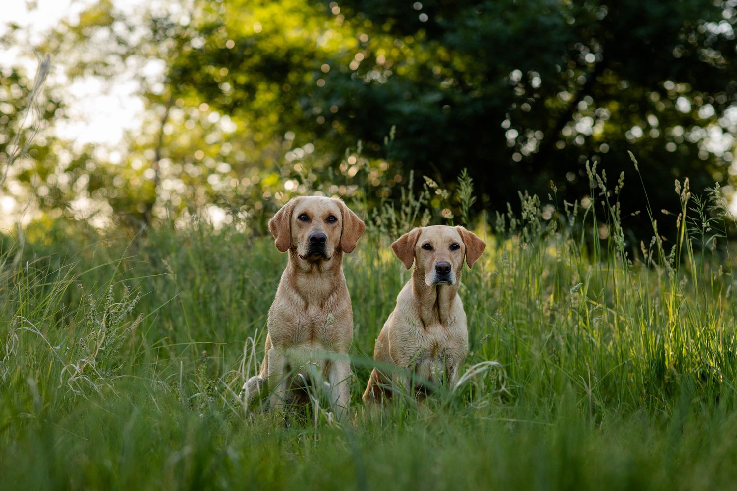 Two Labrador retrievers sitting in tall grass during golden hour with sunlit leaves in the background.