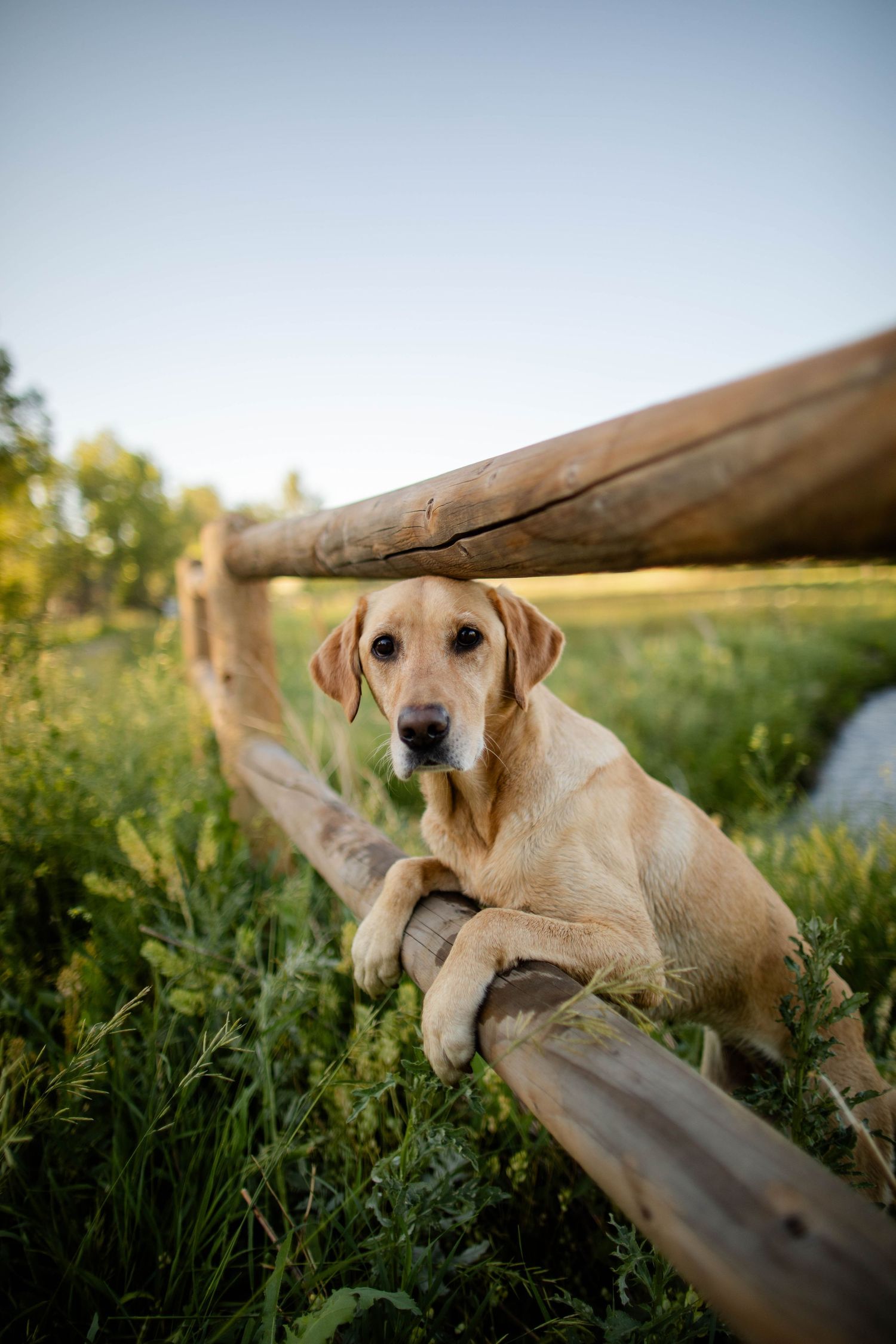 A yellow Labrador rests against a wooden fence in a grassy field during golden hour.